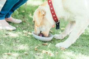 シニア犬用フードは柔らかい＆小粒で食べやすいコレがおすすめ！